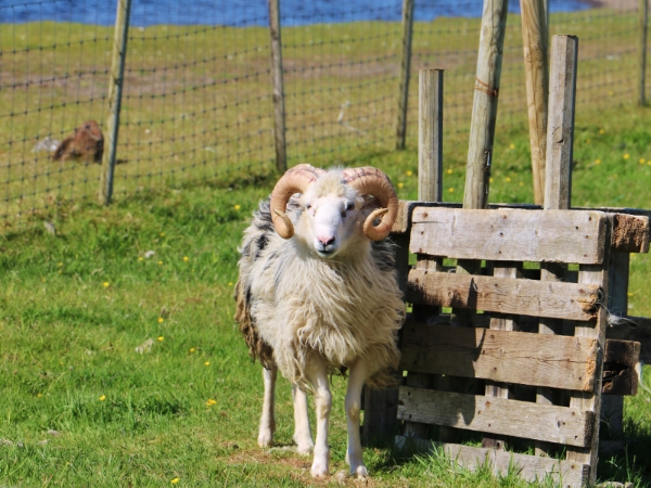 Sheep on Faroe Islands Roads: What Tourist Drivers Should Know